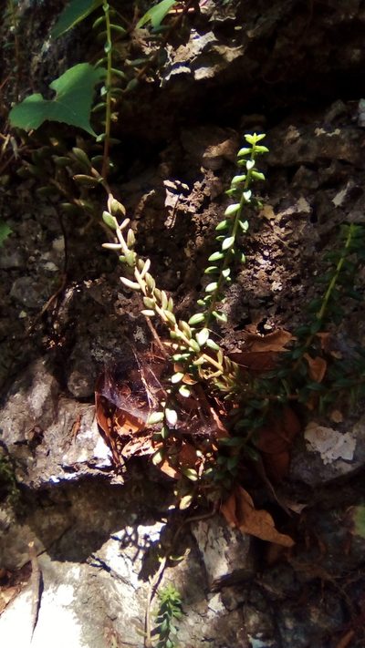 Sedum calcicola, photographed by Luc Wyn
