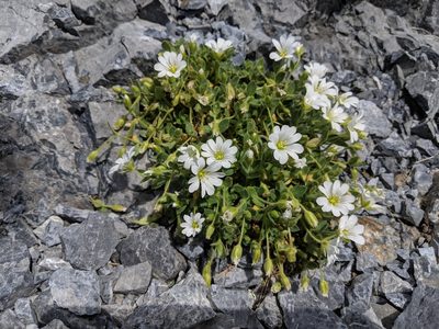 Cerastium uniflorum, photographed by Franco Folini