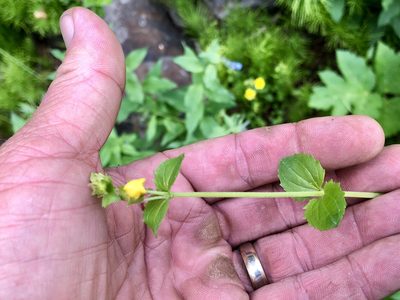 Erythranthe minor, photographed by CK2AZ
