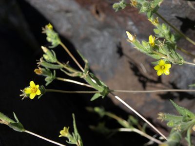 Mentzelia montana, photographed by Jim Morefield
