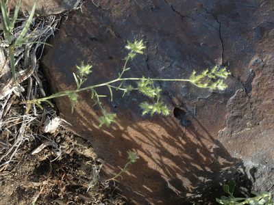 Cryptantha nevadensis, photographed by Jim Morefield
