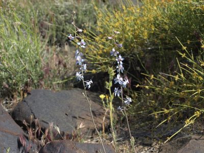 Delphinium parishii, photographed by Jim Morefield