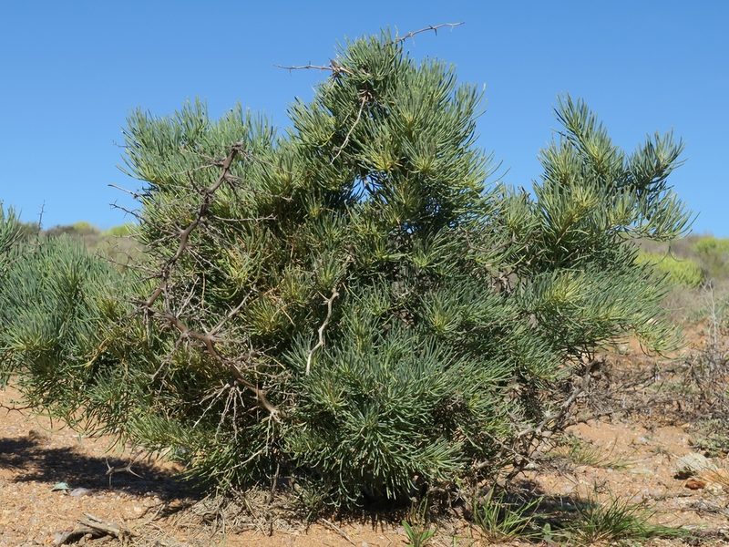 Asparagus graniticus, photographed by Kevin Murray