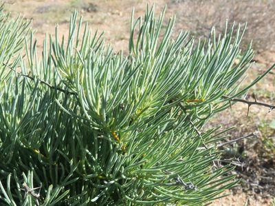 Asparagus graniticus, photographed by Kevin Murray