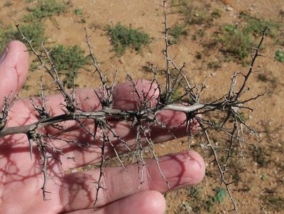 Asparagus graniticus, photographed by Kevin Murray