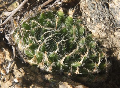 Haworthia arachnoidea, photographed by Kevin Murray