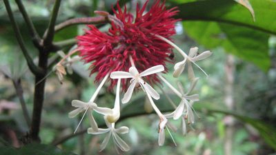 Clerodendrum deflexum, photographed by Ong Jyh Seng