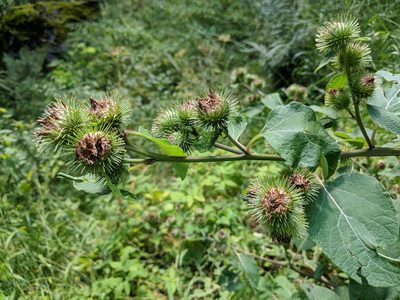 Arctium nemorosum, photographed by Franco Folini
