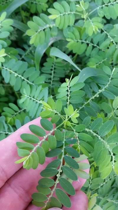 Phyllanthus fraternus, photographed by cwarneke