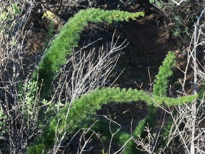 Asparagus juniperoides, photographed by Kevin Murray