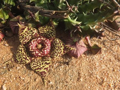 Orbea namaquensis, photographed by Kevin Murray