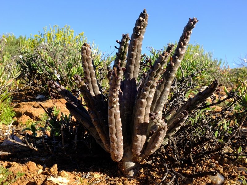 Quaqua pruinosa, photographed by Kevin Murray