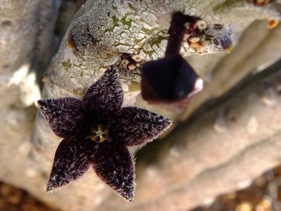 Quaqua pruinosa, photographed by Kevin Murray