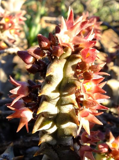 Quaqua incarnata, photographed by Kevin Murray
