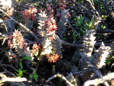 Quaqua incarnata, photographed by Kevin Murray