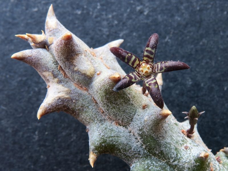 Quaqua parviflora, photographed by Kevin Murray