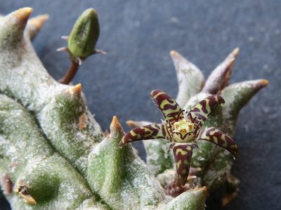 Quaqua parviflora, photographed by Kevin Murray