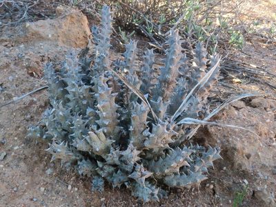 Quaqua parviflora, photographed by Kevin Murray
