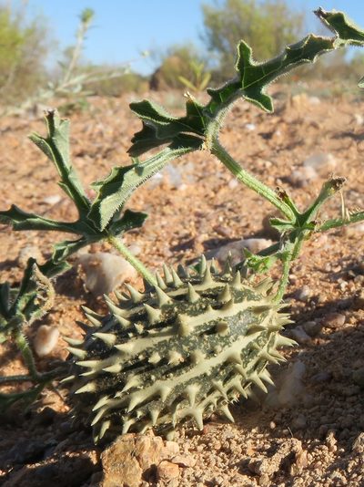 Cucumis africanus, photographed by Kevin Murray