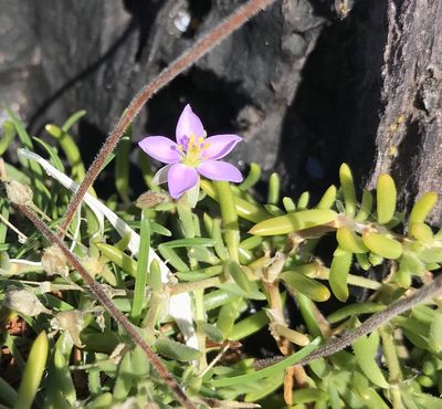 Spergularia rupicola, photographed by Jerry Lanfear