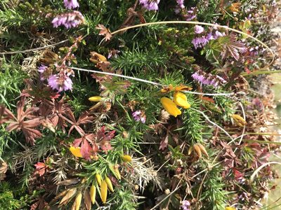 Ulex gallii, photographed by Jerry Lanfear