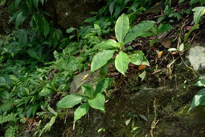 Amischotolype glabrata, photographed by 楊富鈞