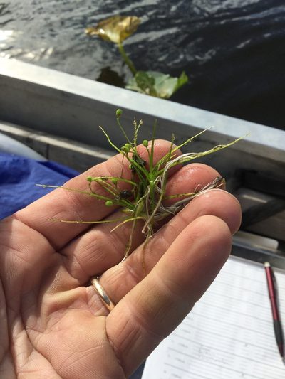 Subularia aquatica, photographed by Matt Bowser