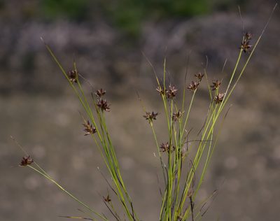 Juncus nodosus, photographed by aarongunnar