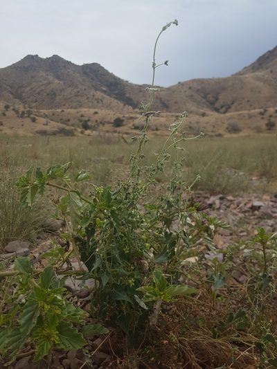 Chthamalia producta, photographed by Alex Abair