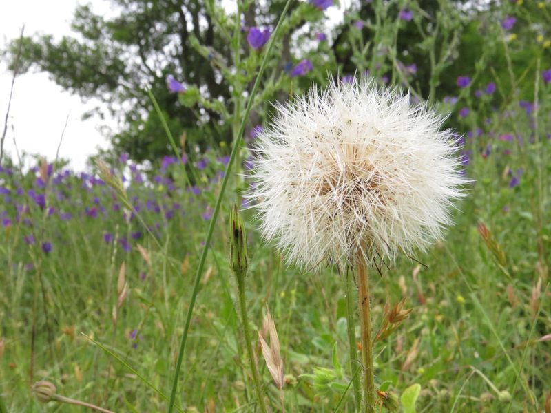 Hypochaeris megapotamica, photographed by Leonel Roget