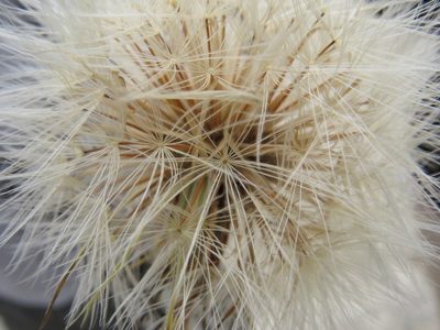 Hypochaeris megapotamica, photographed by Leonel Roget