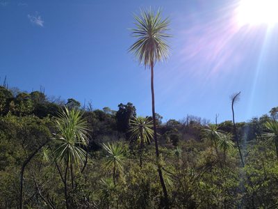 Wilkesia gymnoxiphium, photographed by Dario Taraborelli