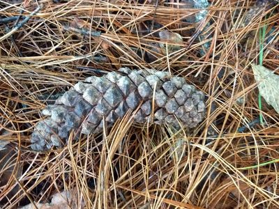 Pinus devoniana, photographed by Juan Carlos Pérez Magaña