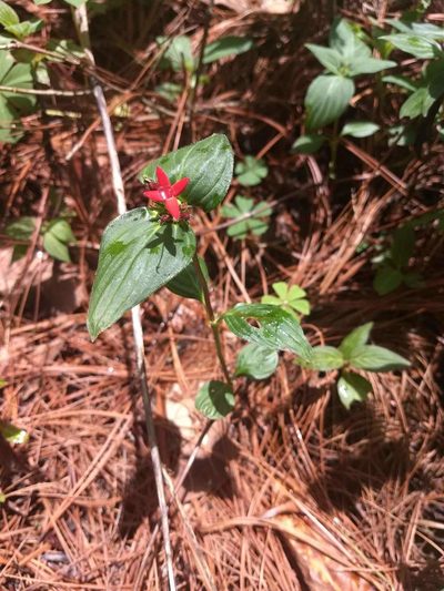 Crusea coccinea, photographed by Juan Carlos Pérez Magaña