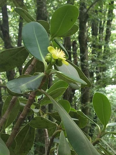 Clusia salvinii, photographed by Juan Carlos Pérez Magaña