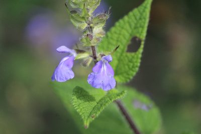 Salvia circinnata, photographed by José Belem Hernández Díaz