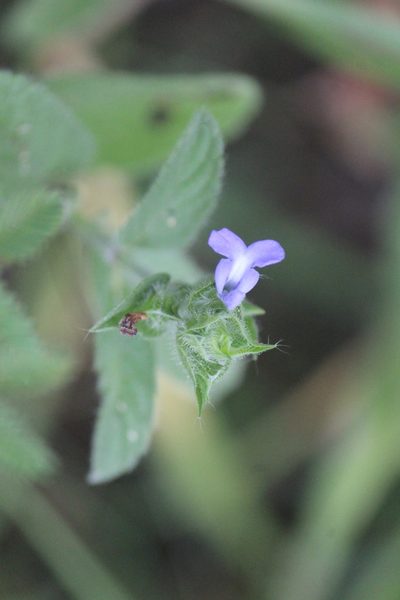 Salvia hirsuta, photographed by José Belem Hernández Díaz