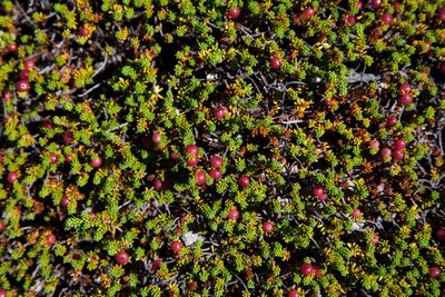 Empetrum eamesii, photographed by bobkennedy