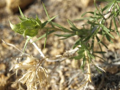Hecastocleis shockleyi, photographed by Jim Morefield