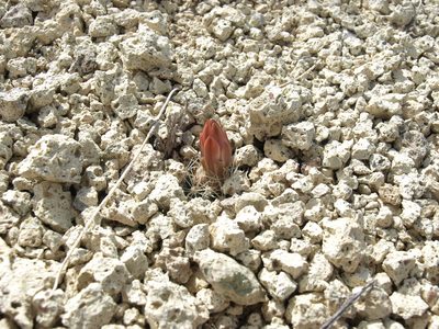 Sclerocactus nyensis, photographed by Jim Morefield