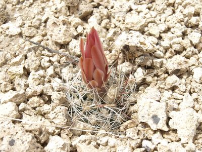 Sclerocactus nyensis, photographed by Jim Morefield