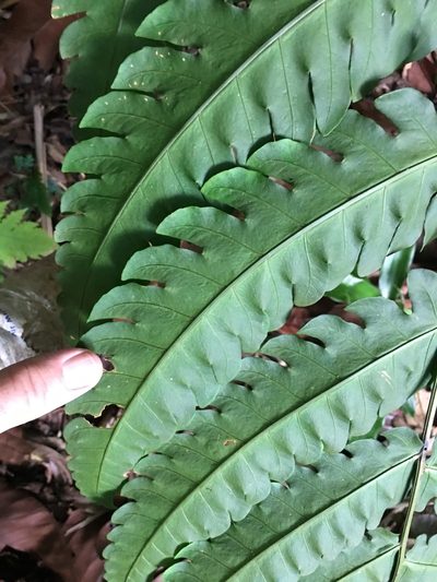 Pleocnemia irregularis, photographed by Al Kordesch