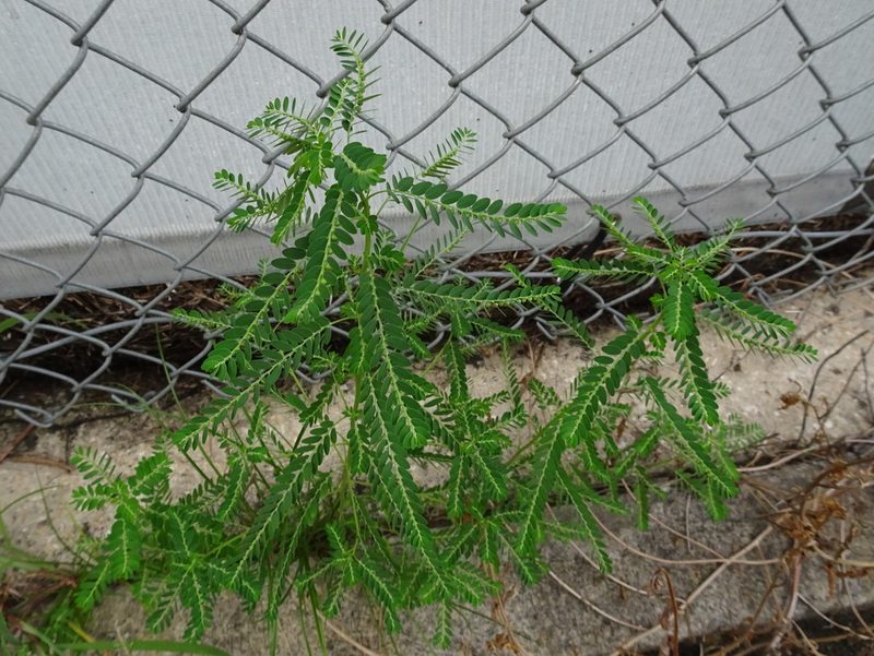 Phyllanthus fraternus, photographed by Thomas Koffel
