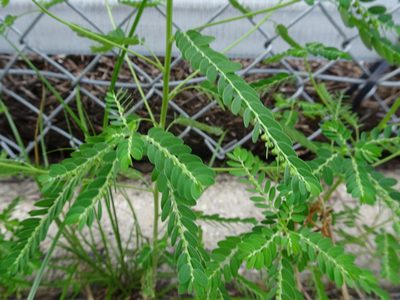 Phyllanthus fraternus, photographed by Thomas Koffel