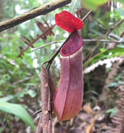 Nepenthes albomarginata, photographed by Al Kordesch