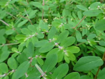 Euphorbia humistrata, photographed by Thomas Koffel