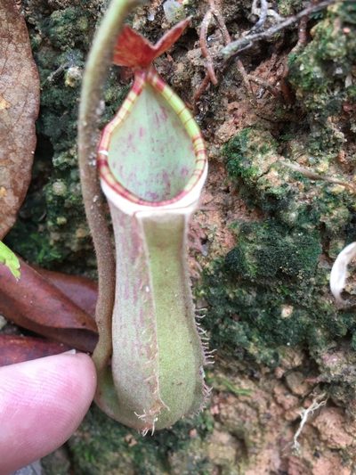 Nepenthes albomarginata, photographed by Al Kordesch