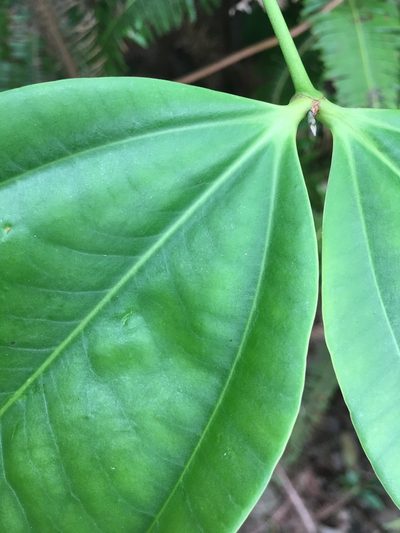 Strychnos ignatii, photographed by Al Kordesch