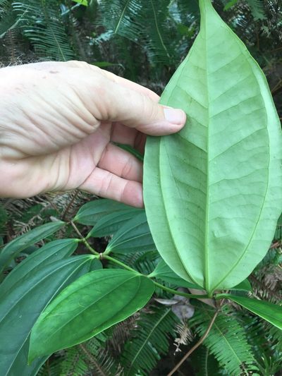 Strychnos ignatii, photographed by Al Kordesch