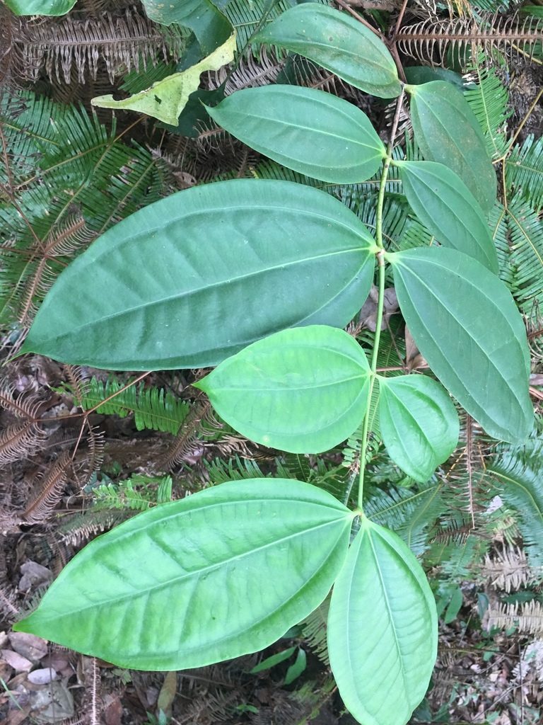 Strychnos ignatii, photographed by Al Kordesch